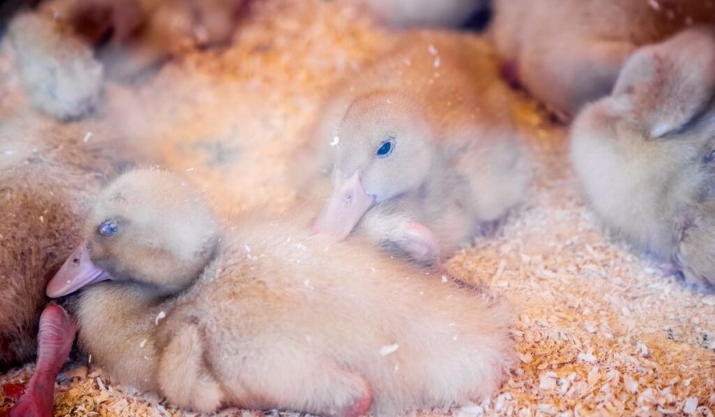 ducklings in an incubator