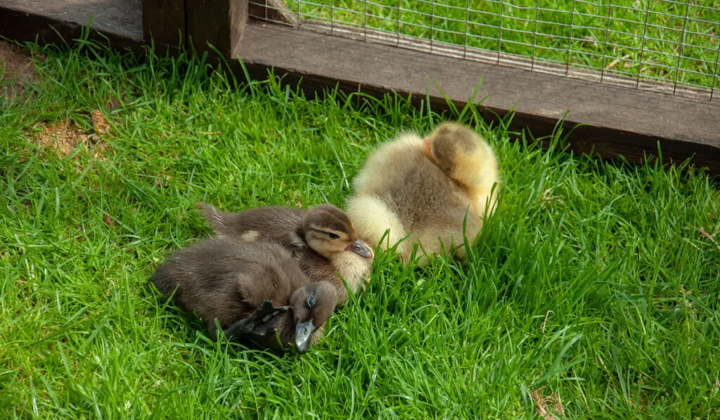 ducklings outside brooder box