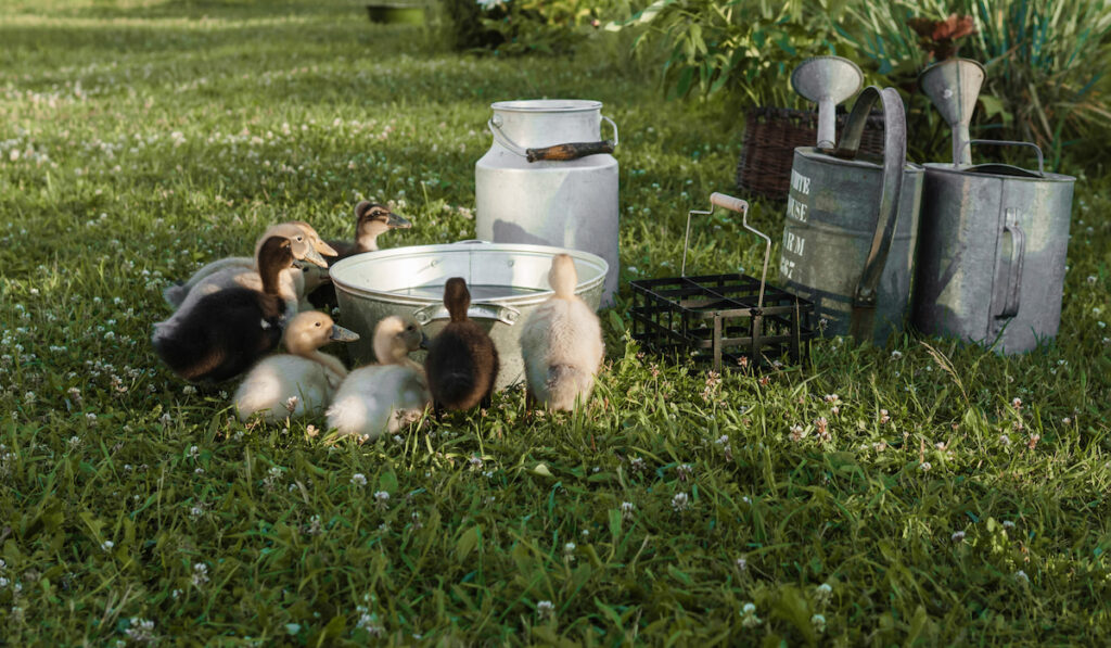 ducks gathering around watering source