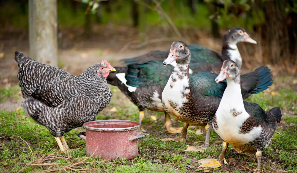 female Muscovy Duck and plymouth rock chicken drinking water