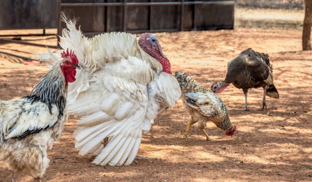 flock of livestock birds walking in a small scale African farm yard, turkey, rooster