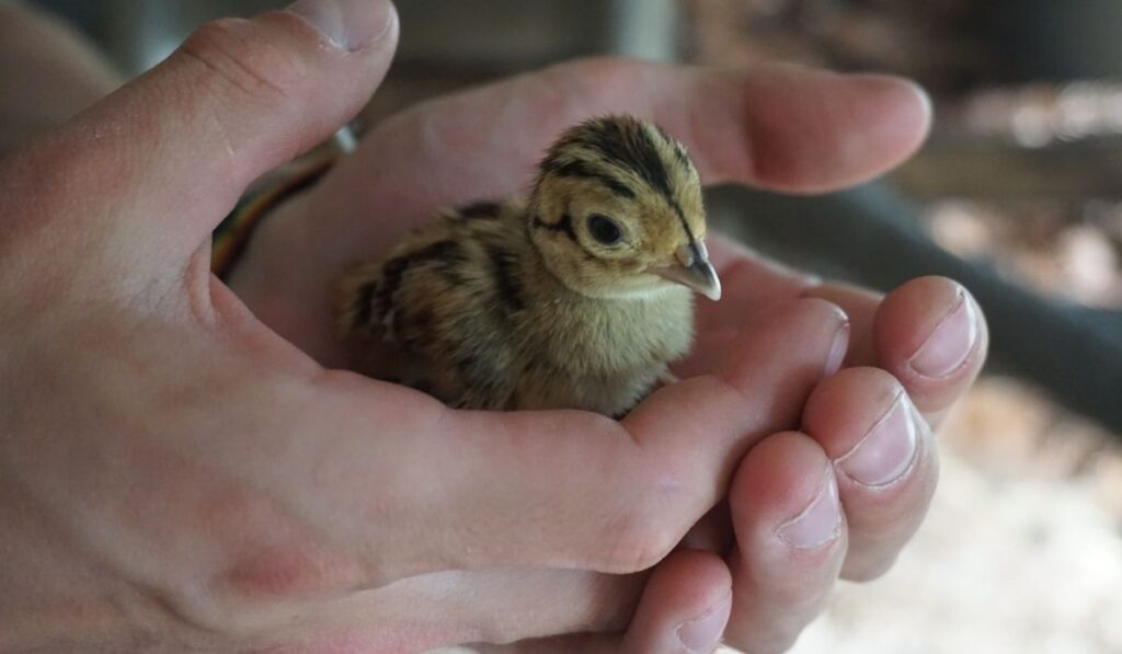 man's hand holding the baby pheasant