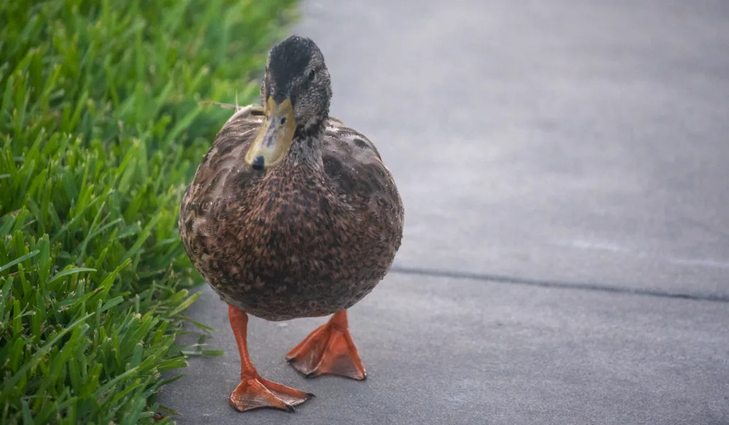 Duck walking on the street with green grass on the side of the street