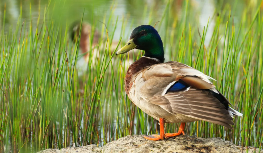 Duck standing on the stone