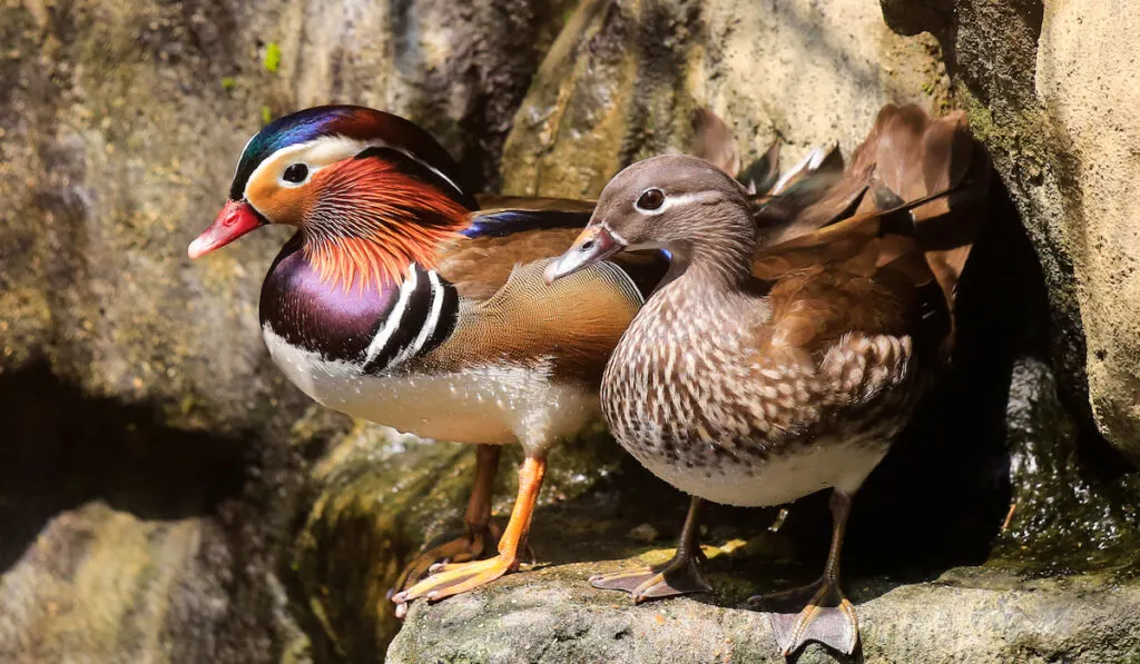 a pair of ducks