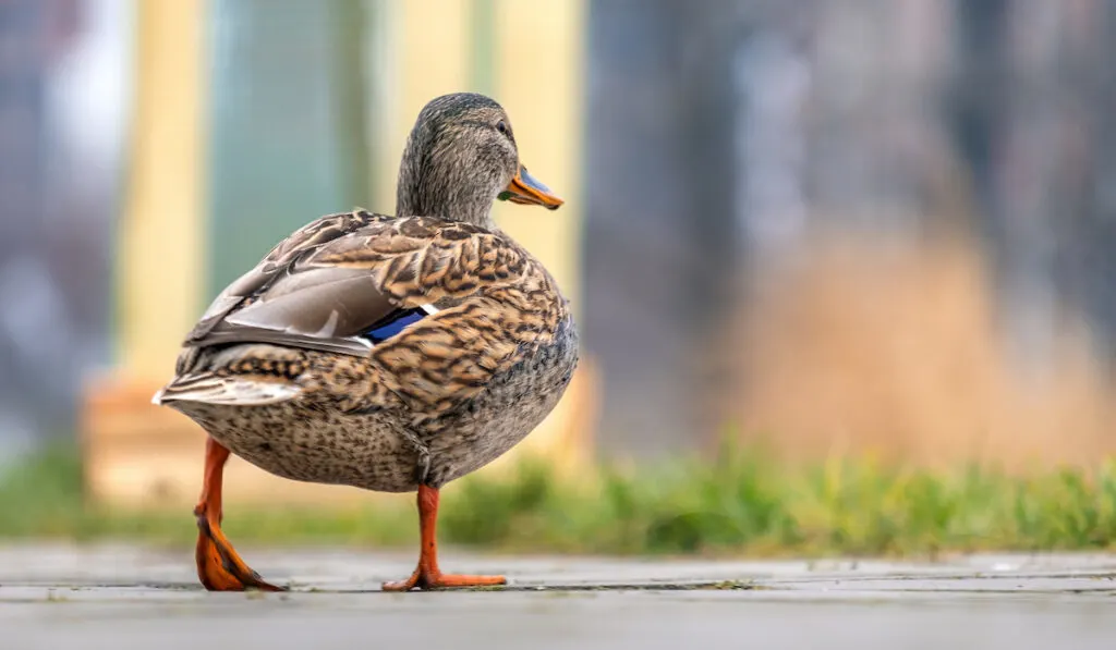 wild duck walking steadily