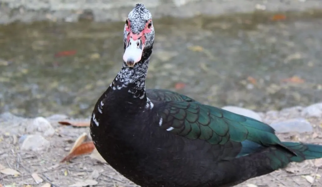 Black-Female-Duck