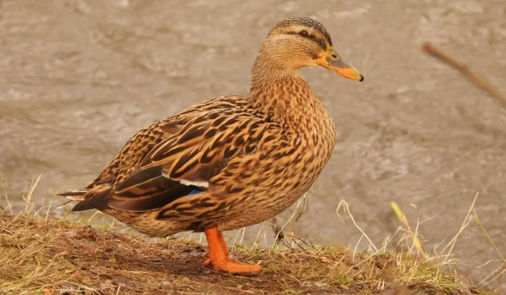 Brown-Female-Duck