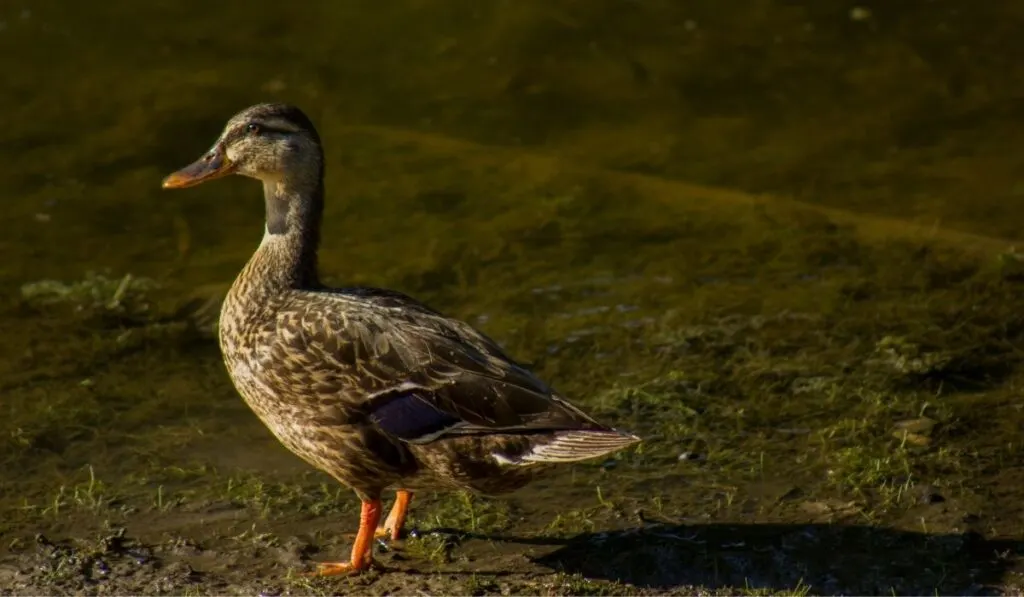 Female-Duck