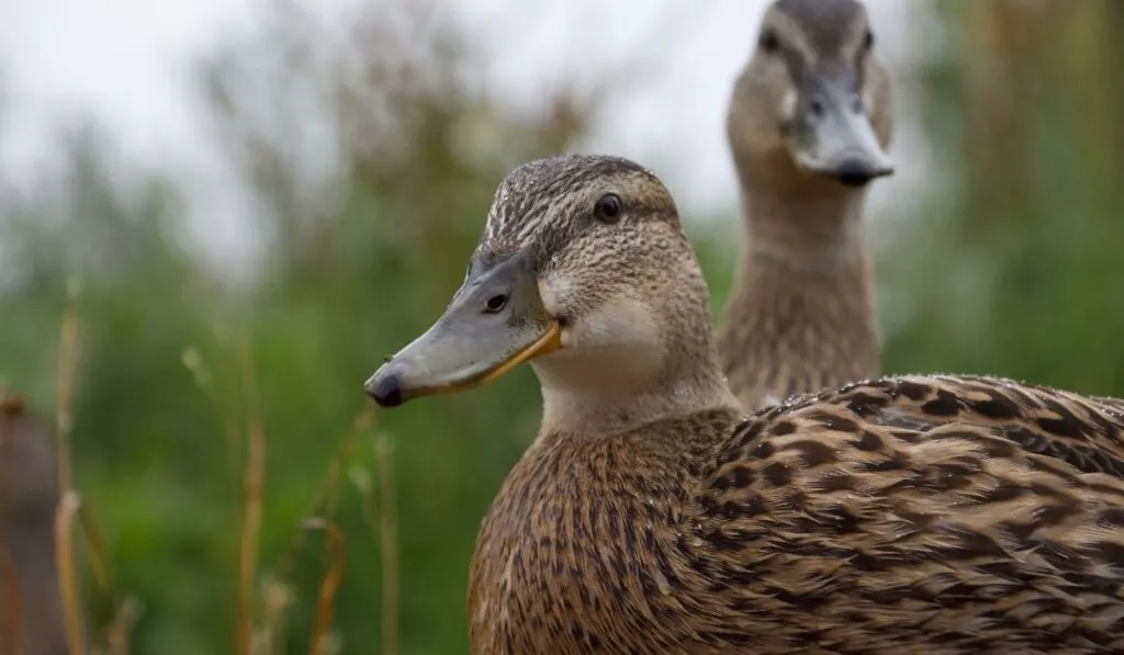 Two-Brown-Ducks
