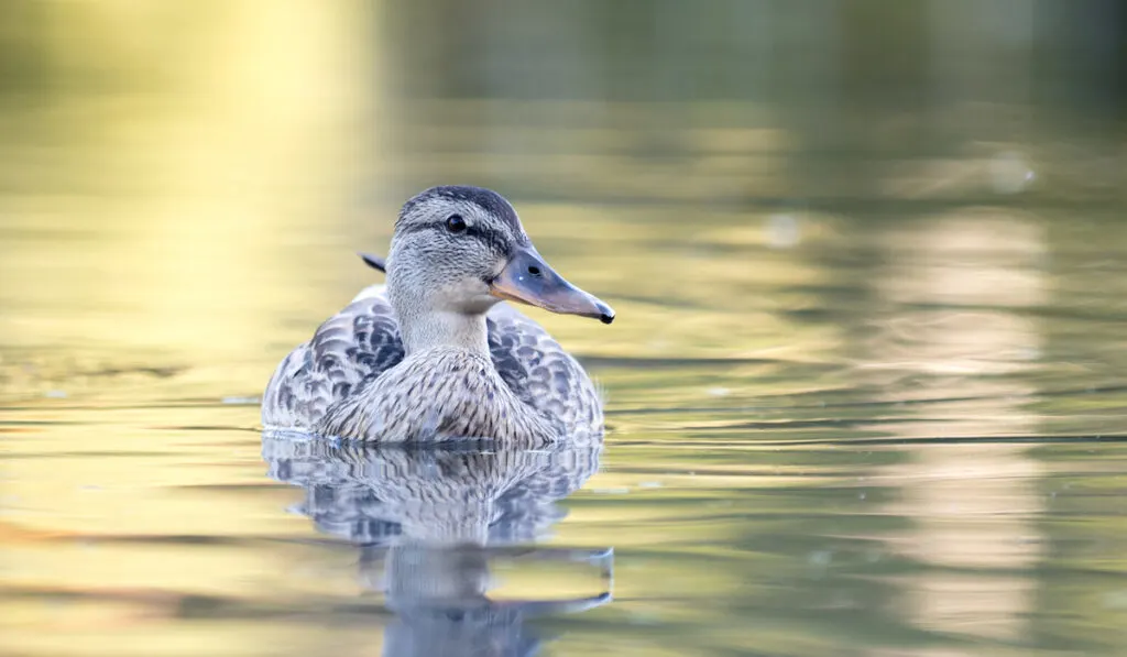 a wild duck swimming in a pond