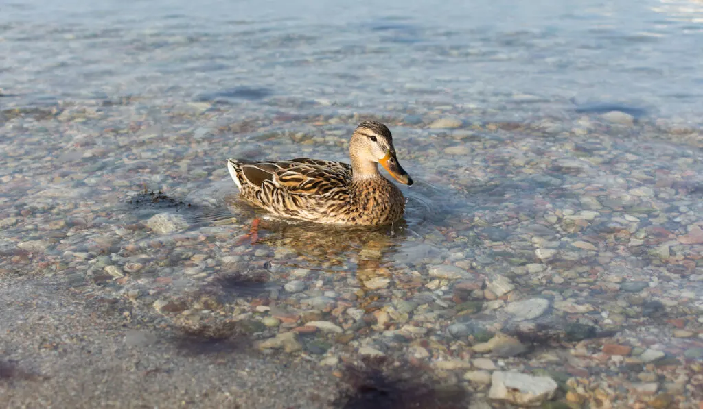 a wild duck swimming in a water