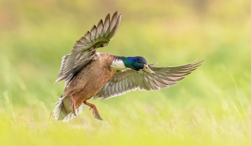 wild duck landing in grassland