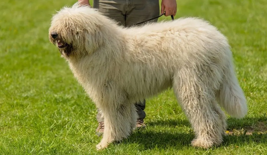 What Breed Of Dog Will Protect Chickens