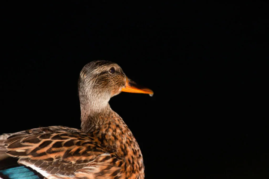 A duck looking at the sky at night time