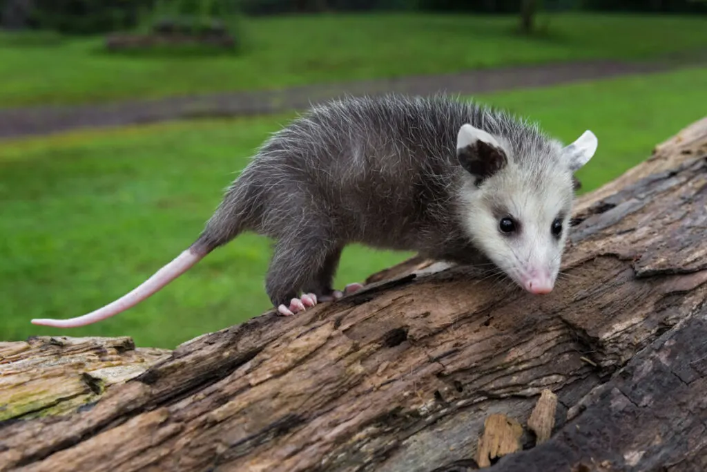 An Opossum standing on a tree trunk in the yard