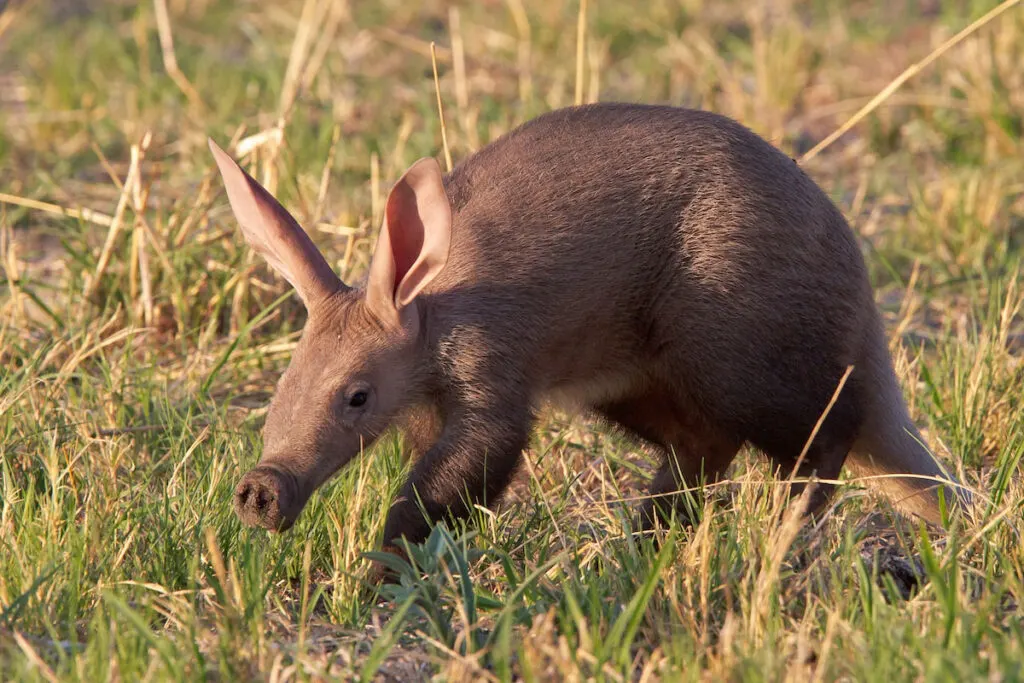 An aardvark wandering in the field