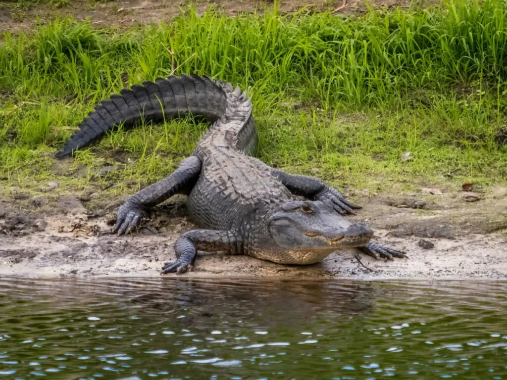 An alligator crawling towards the water