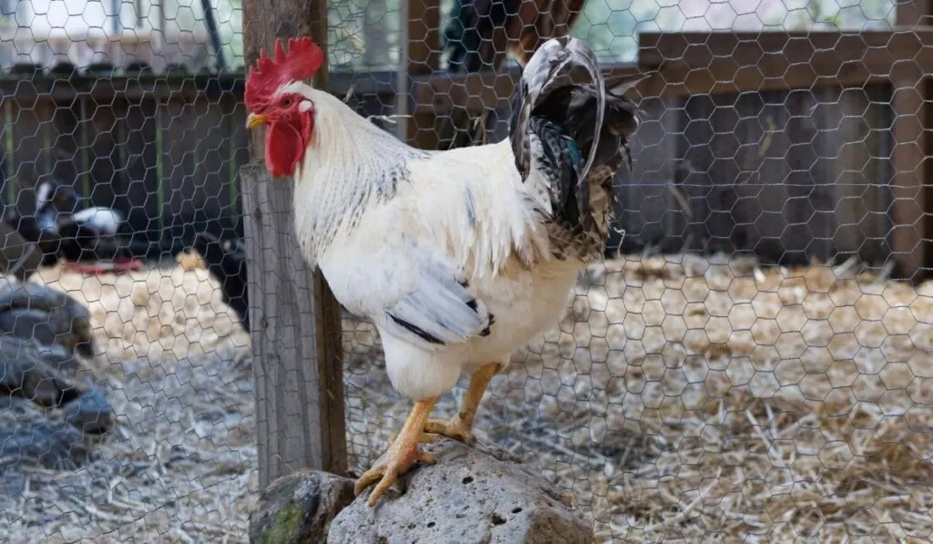 Delaware Roosters