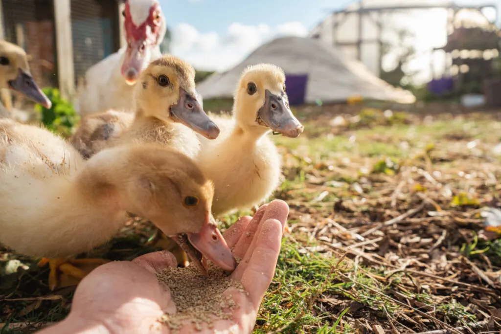Ducklings eating grains from a man's hand in a farm