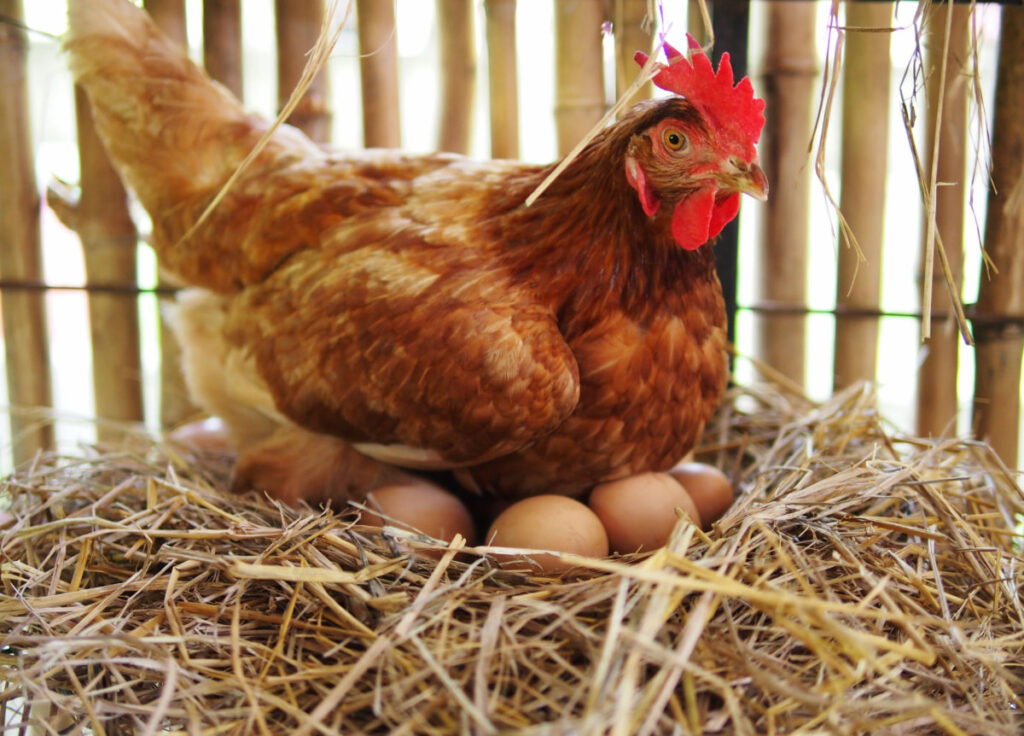 Hen laying eggs in a chicken coop