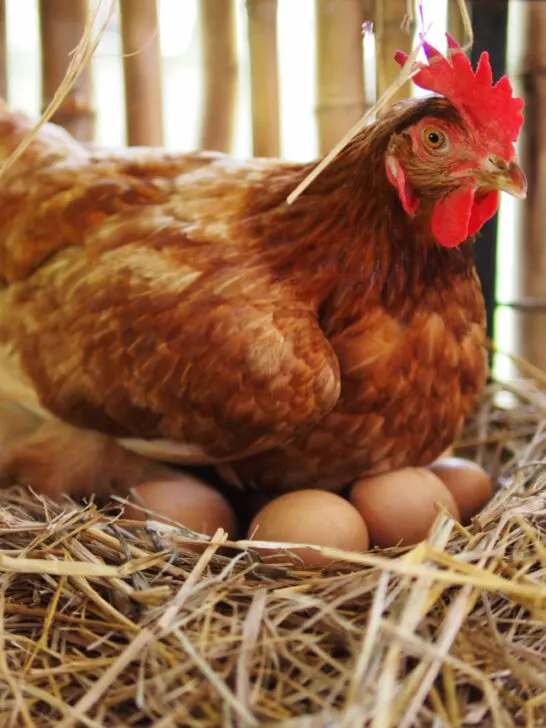 Hen laying eggs in a chicken coop