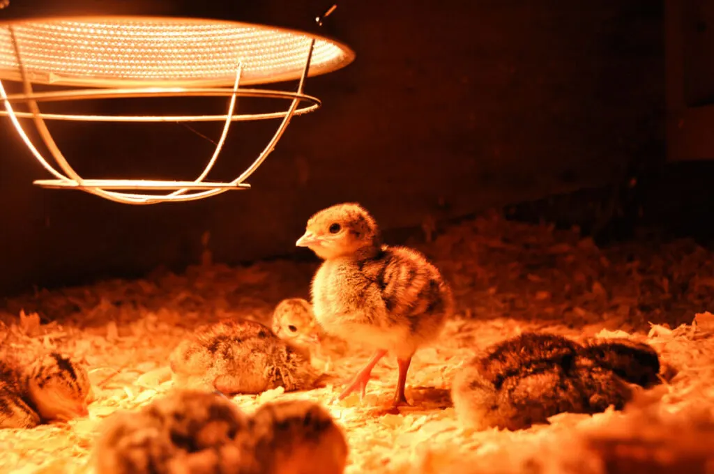 Newly born chicks under a brooder lamp in a farm 