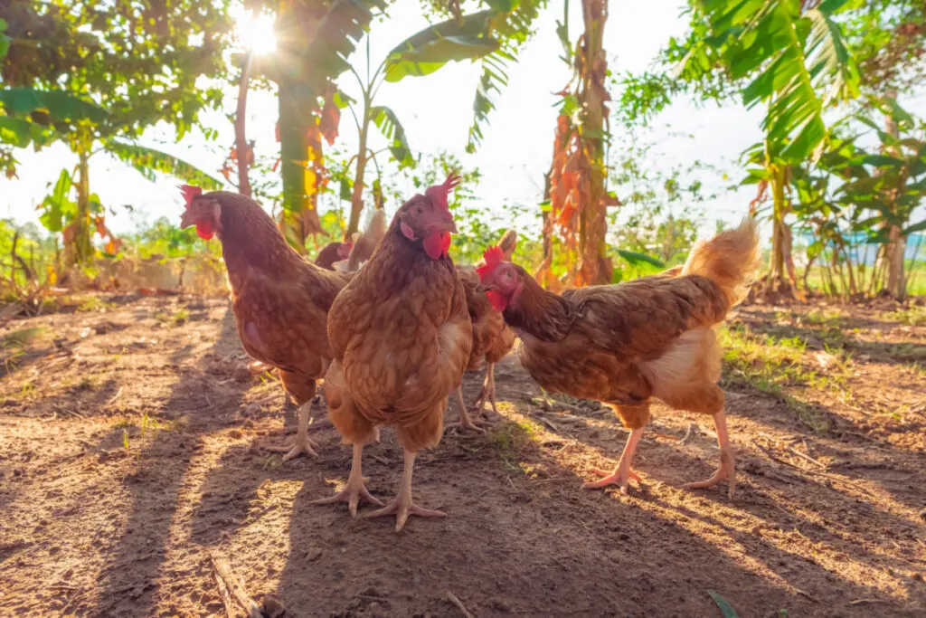 Rhode Island Chickens standing outside chicken coop during sunrise