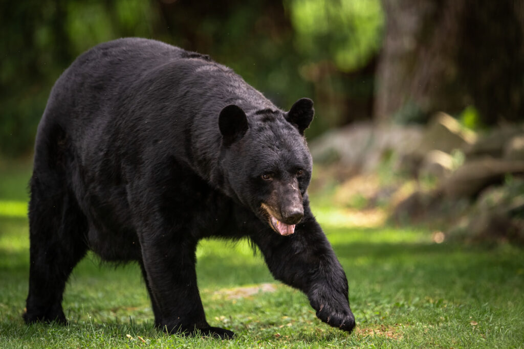 a black bear wandering in the woods