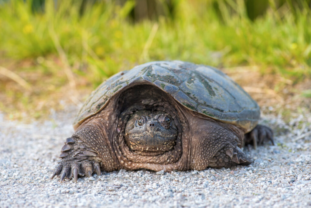 a common snapping turtle resting on a rough road 