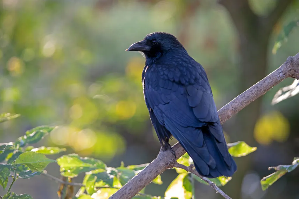 a crow on a tree branch in the forest