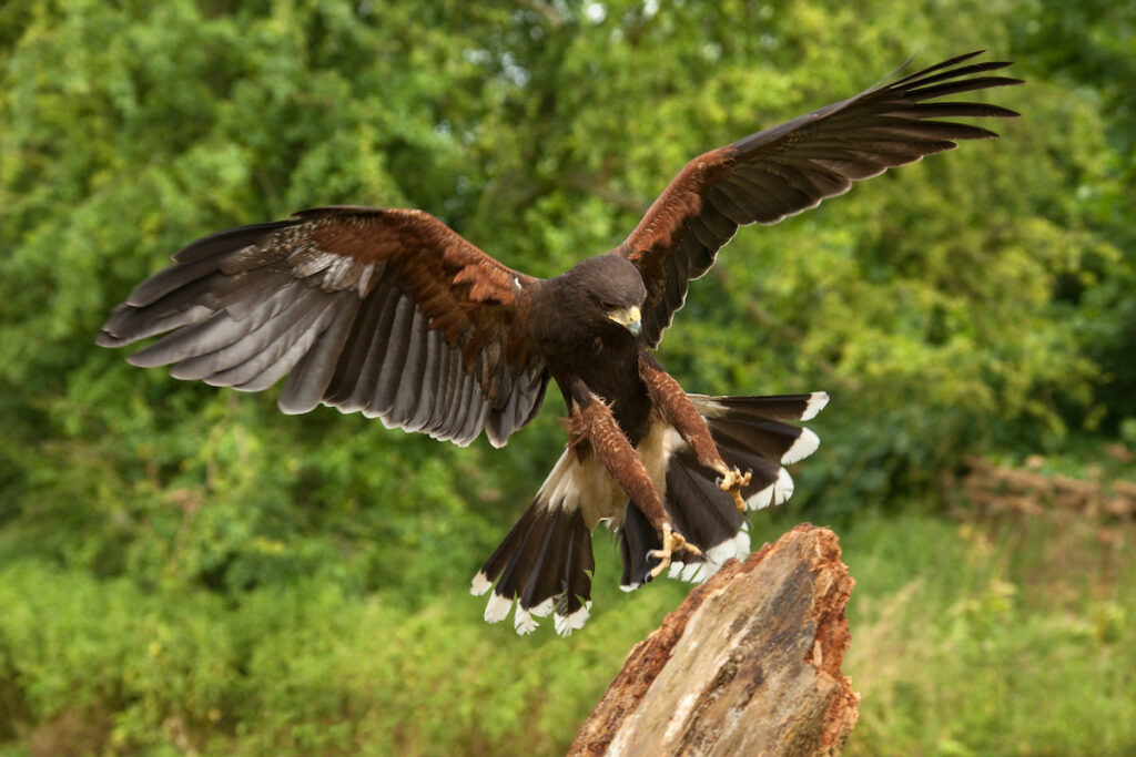 a fierce hawk about to land on a tree trunk 