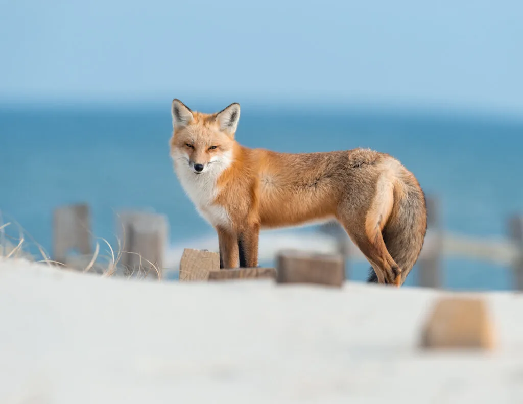 a fox standing near the beach 