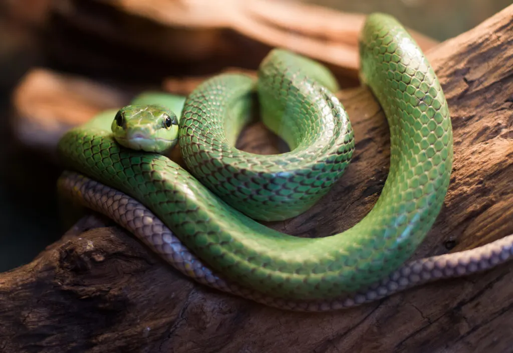 a green snake on a tree branch