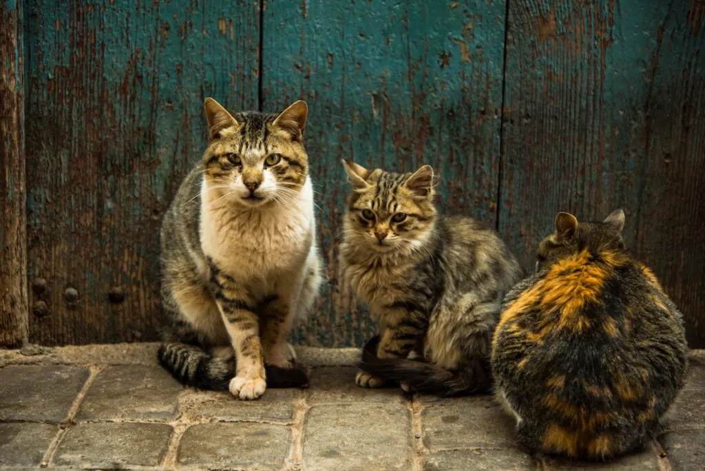 a group of cats waiting in front of a wooden front door 