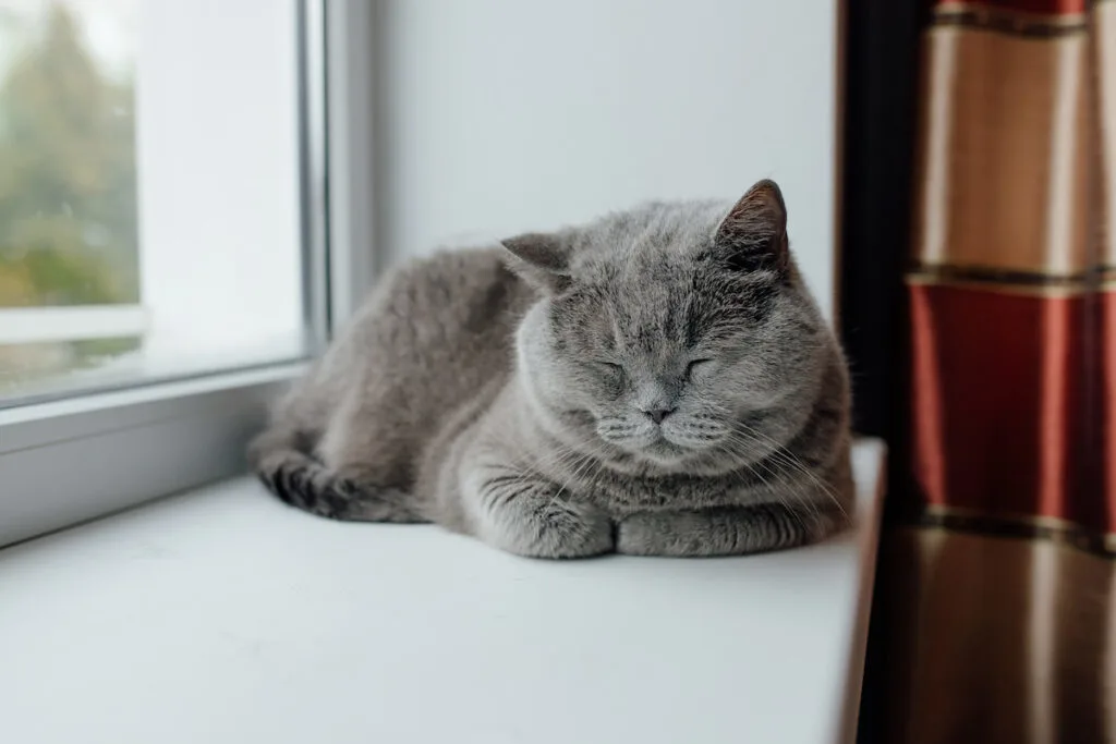 a house cat sleeping on a windowsill inside the house