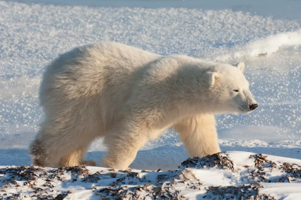 a polar bar walking in a snowy field 