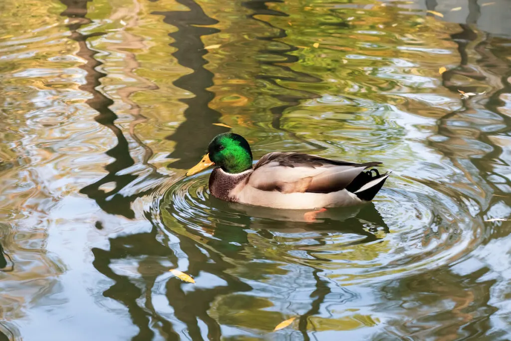 a solo duck swimming in a pond