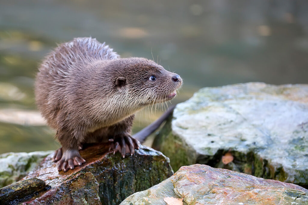 a weasel on a rock by the river