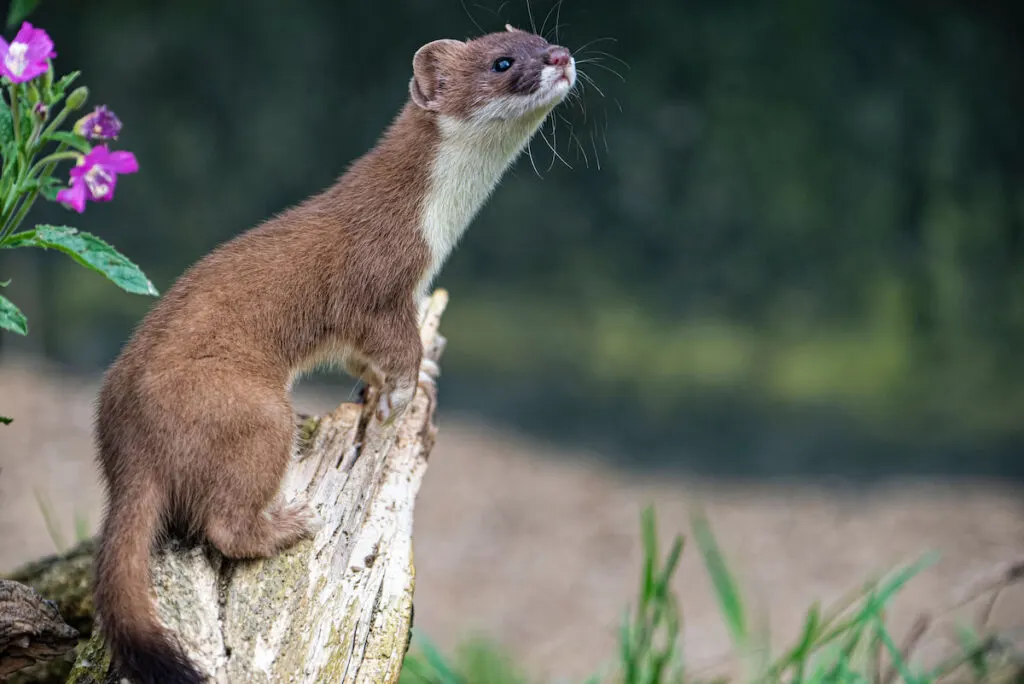 a weasel standing on a piece of wood near a purple flower