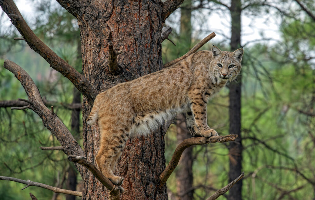 a wild bobcat stepping on the branches of a tree in the woods