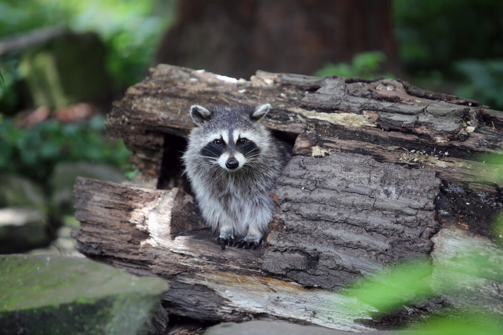 a wild raccoon peeping from an old log in the woods