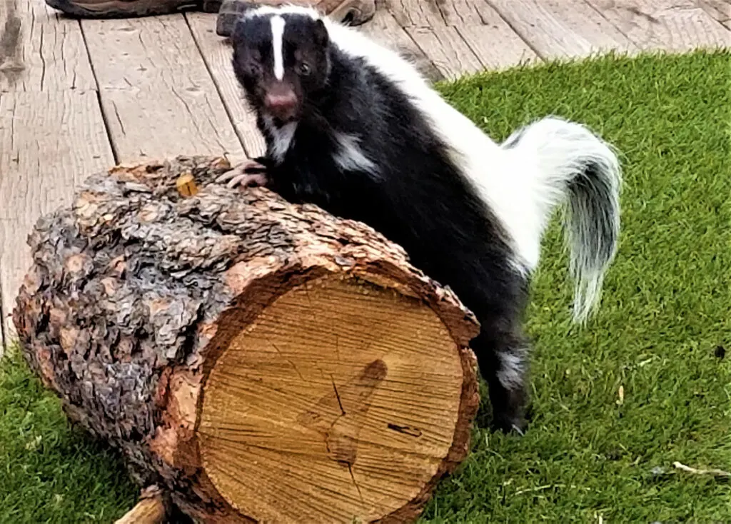 a wild skunk leaning towards a log in the yard