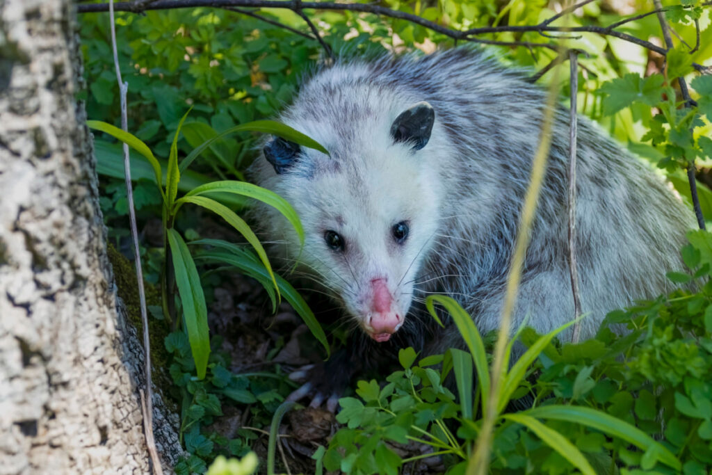 an Opossum lurking in the grasses in the woods