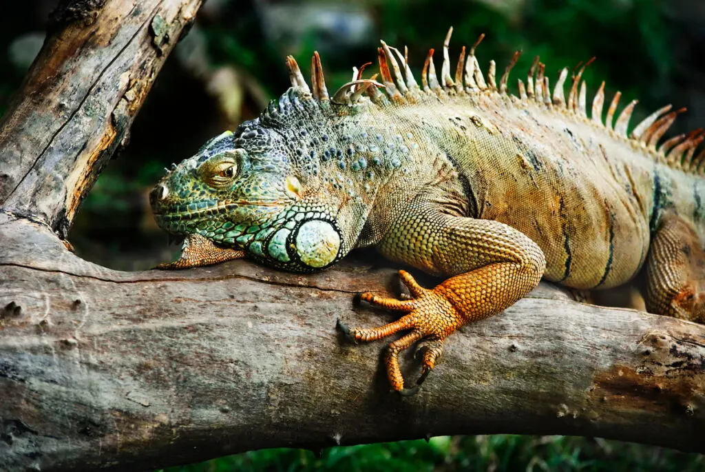 an iguana resting on a tree branch