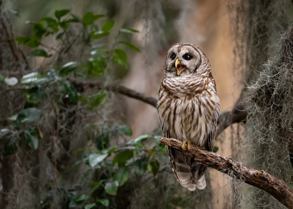 an owl resting on a tree branch in the woods