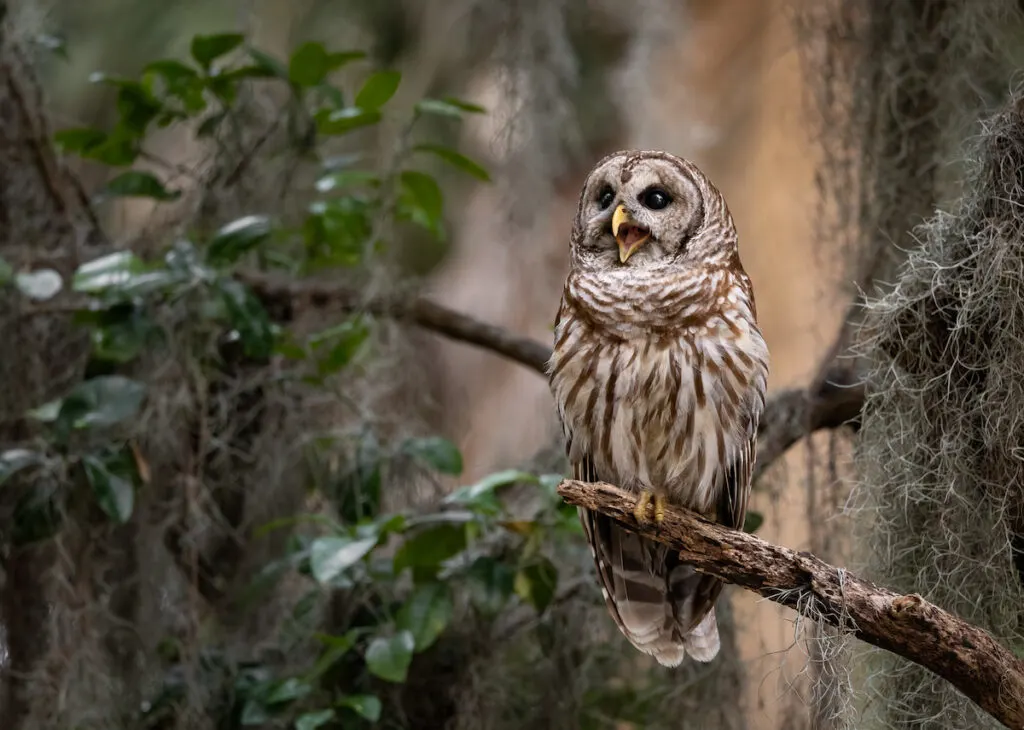 an owl resting on a tree branch in the woods 