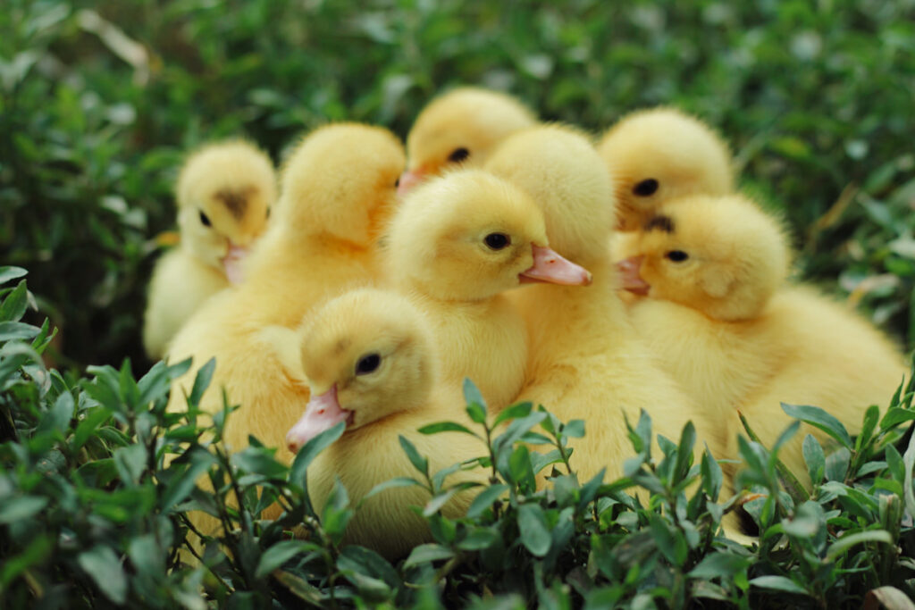 bunch of duckling on the grass outdoors