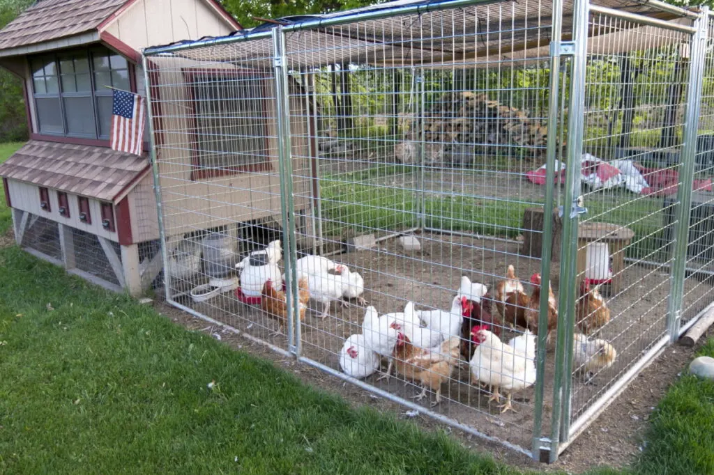 chickens inside a secured chicken coop in the yard