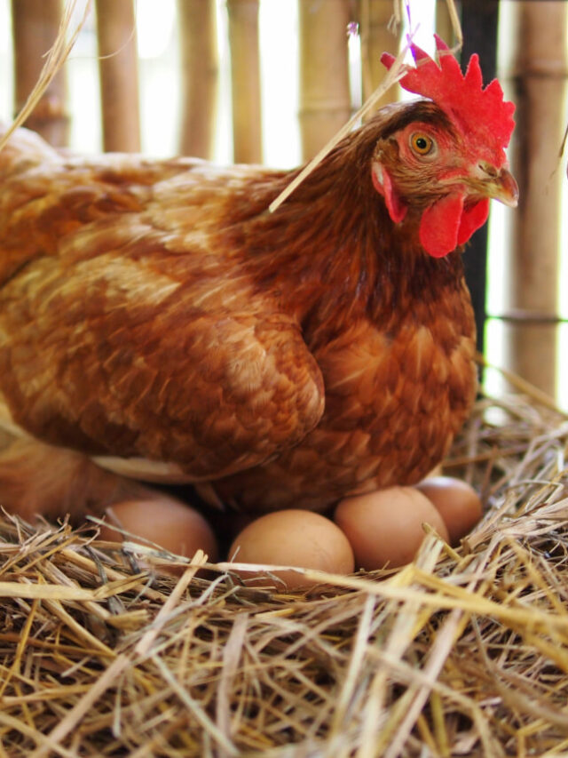 7 Best Egg-Laying Chickens for Texas